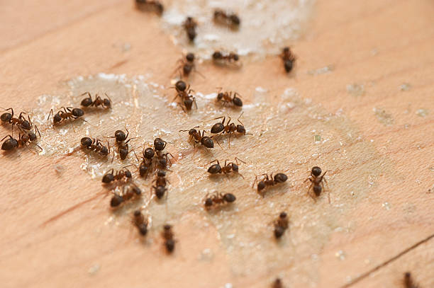 Professional Pest Control in Berwick, PA